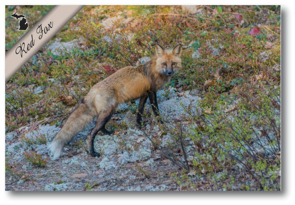 RED FOX - Michigan Postcard