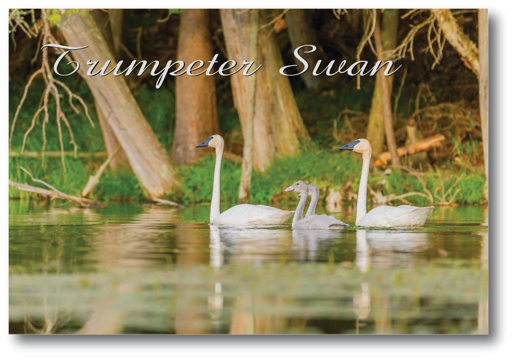 Image of TRUMPETER SWAN - Generic Postcard