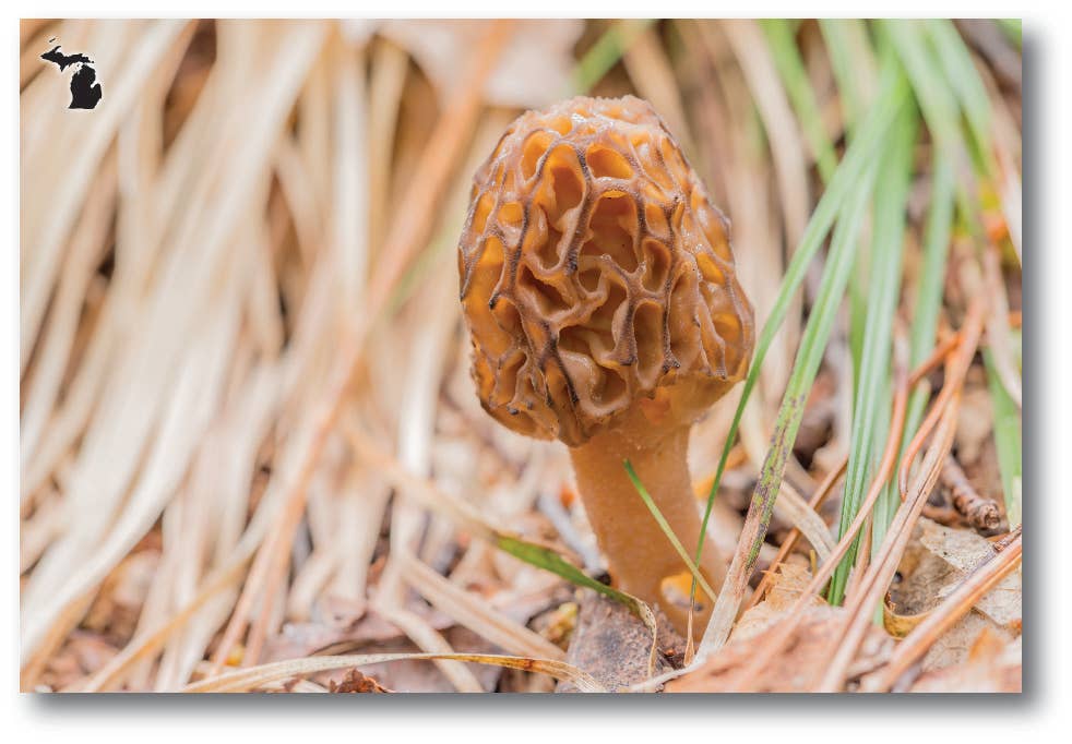 Image of MOREL WITH BROWN GRASSES - Michigan Postcard