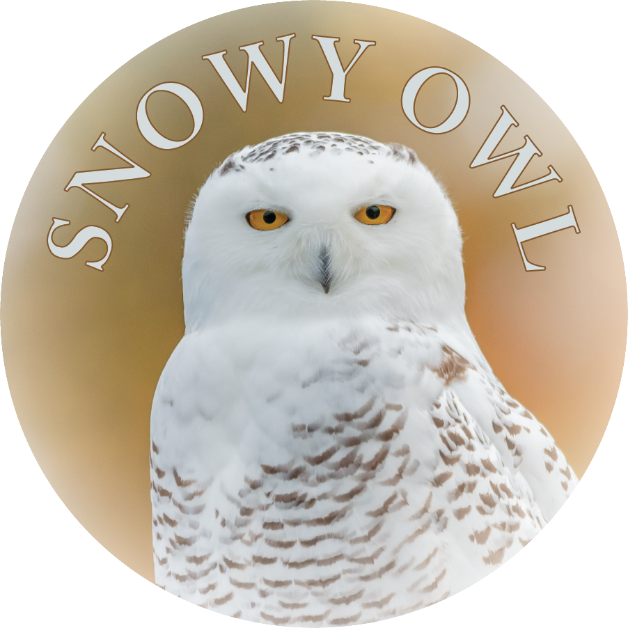 Image of SNOWY OWL - FLEXIBLE MAGNET