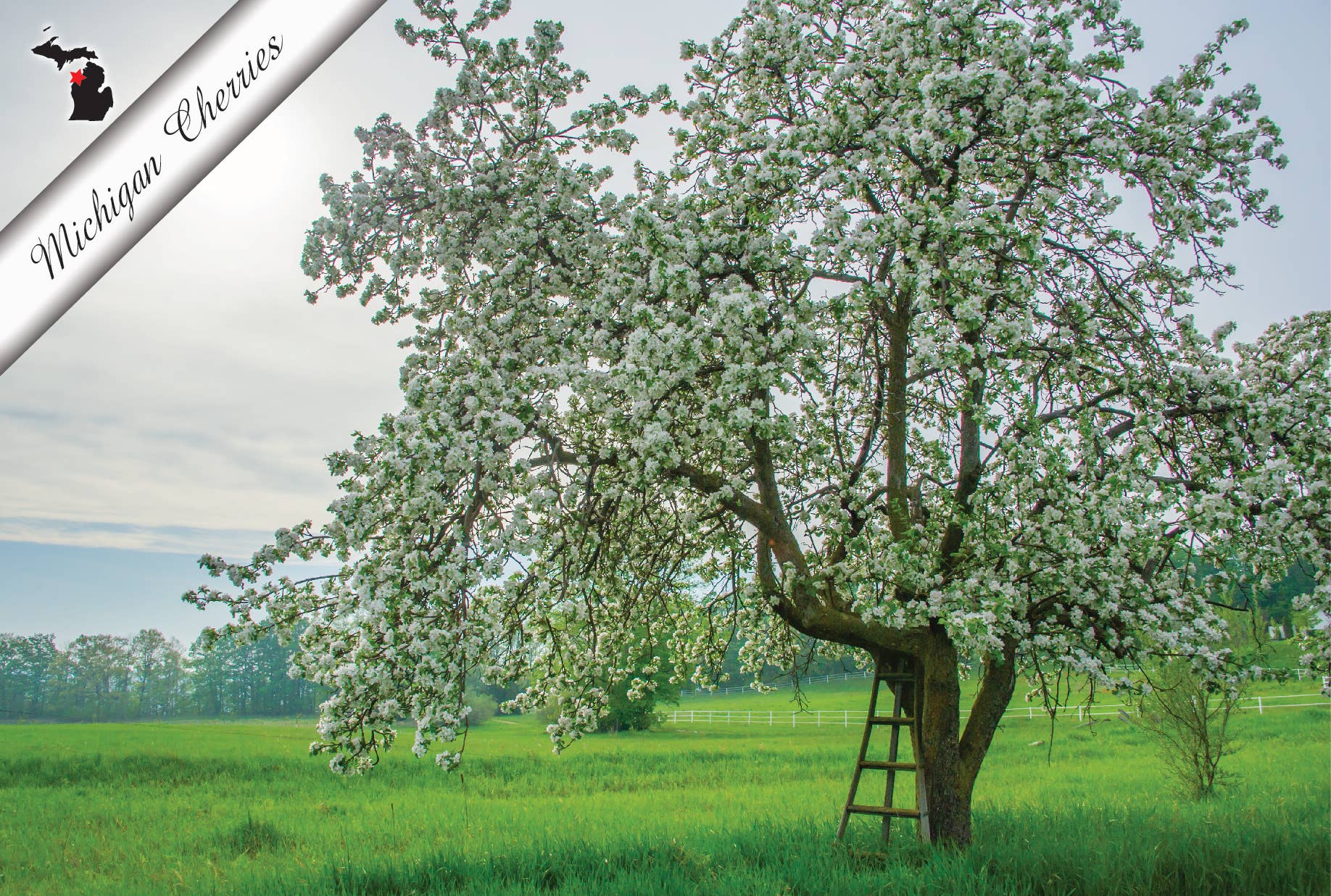 MICHIGAN CHERRIES - Michigan Postcard - Delicate Blossoms