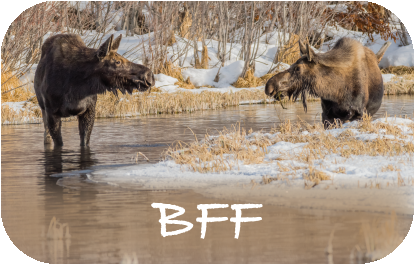 BFF | MOOSE | RECTANGULAR BUTTON MAGNET