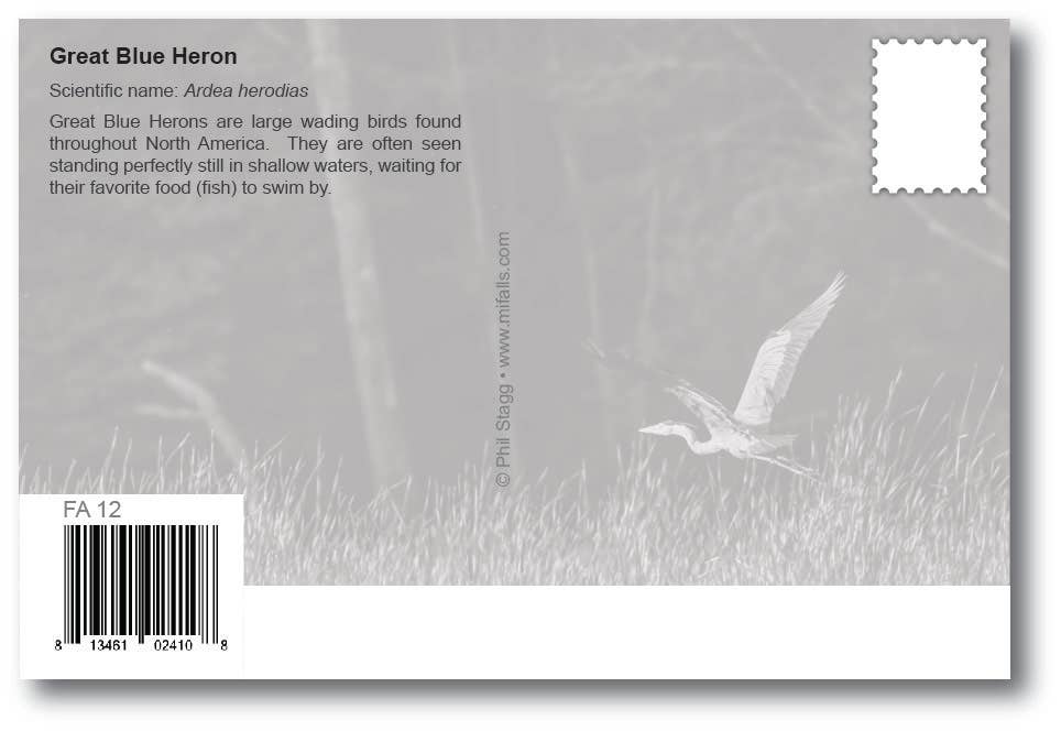GREAT BLUE HERON - Generic Postcard