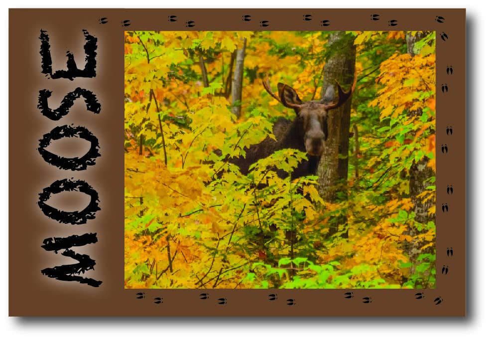 MOOSE - Generic Postcard