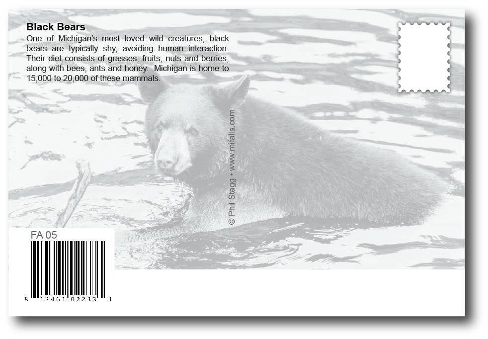 BLACK BEARS - Michigan Postcard