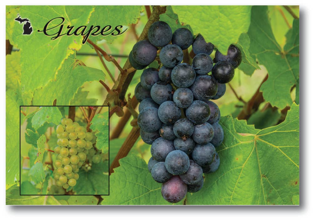 GRAPES - Michigan Postcard
