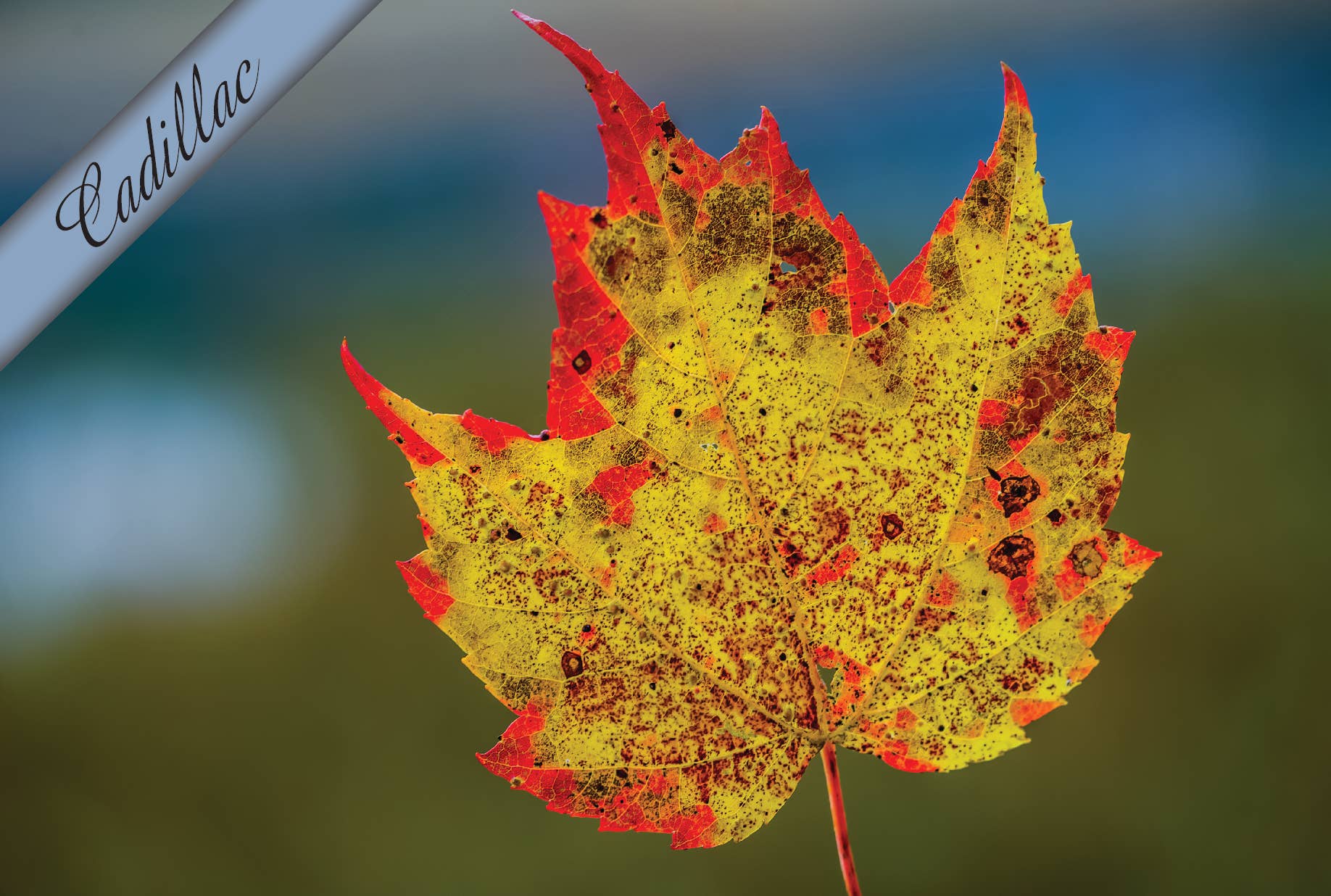 Image of Maple Leaf - Cadillac MI | Postcard