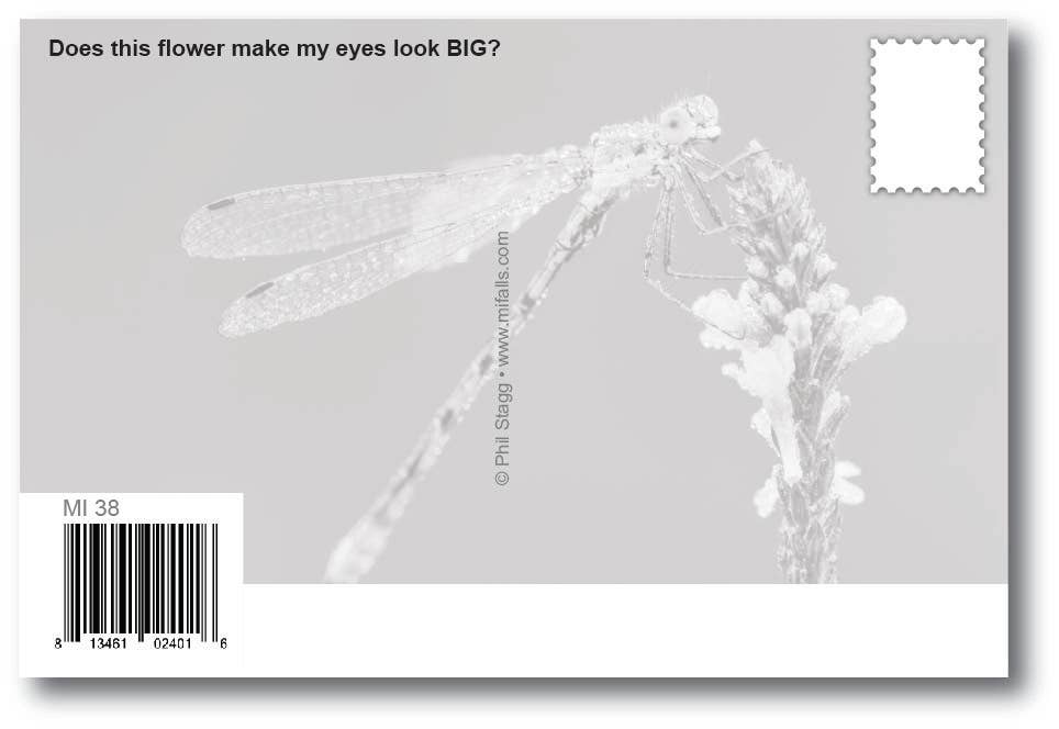 Image of WHAT ARE YOU LOOKING AT? - Generic Postcard