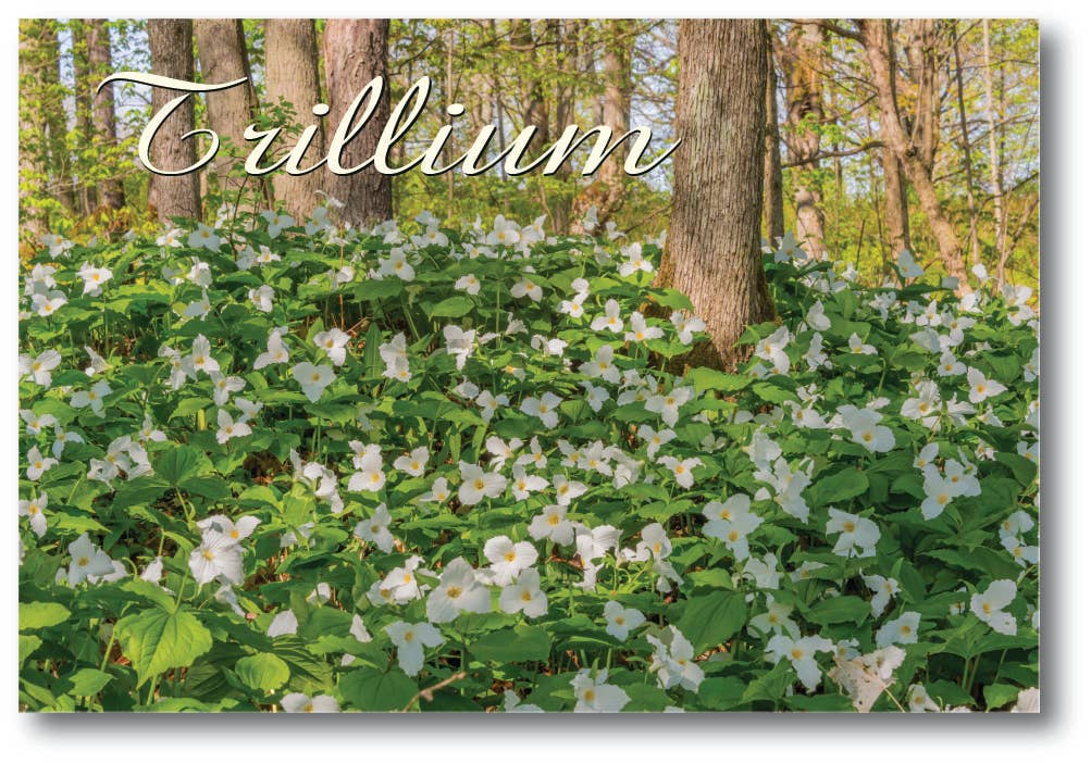 TRILLIUMS - Michigan Postcard