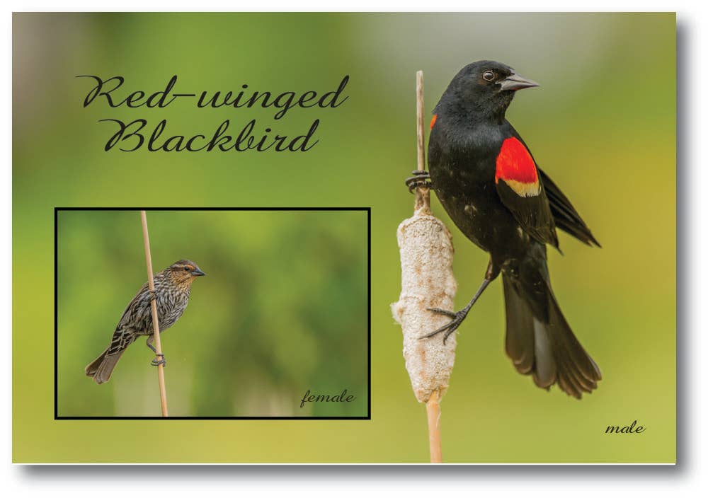 RED-WINGED BLACKBIRD - Generic Postcard