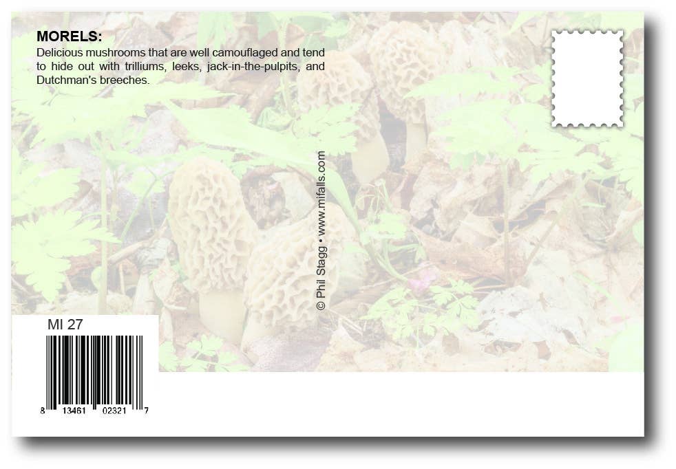 Image of MOREL HUNTER - Generic Postcard
