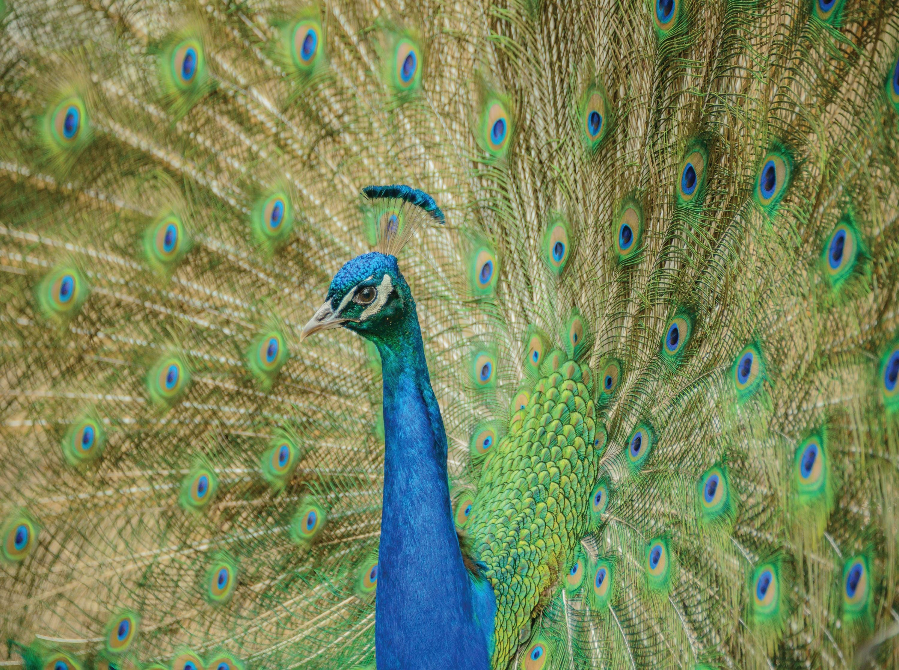 Image of Pretty Peacock - Insanity Series - 1000 Piece Jigsaw Puzzle - MI Puzzles by Phil Stagg Photography