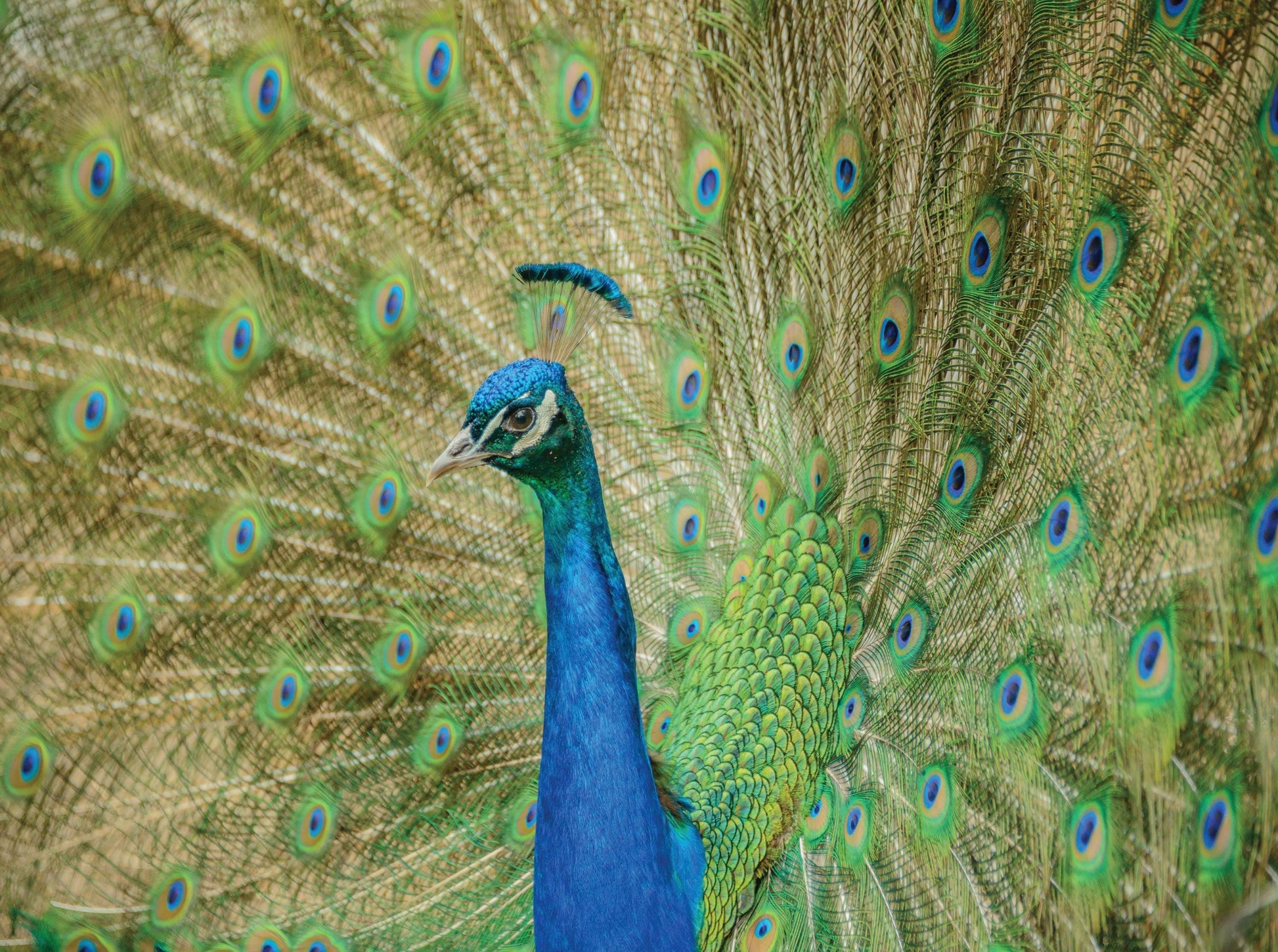 Pretty Peacock - Insanity Series - 1000 Piece Jigsaw Puzzle - MI Puzzles by Phil Stagg Photography