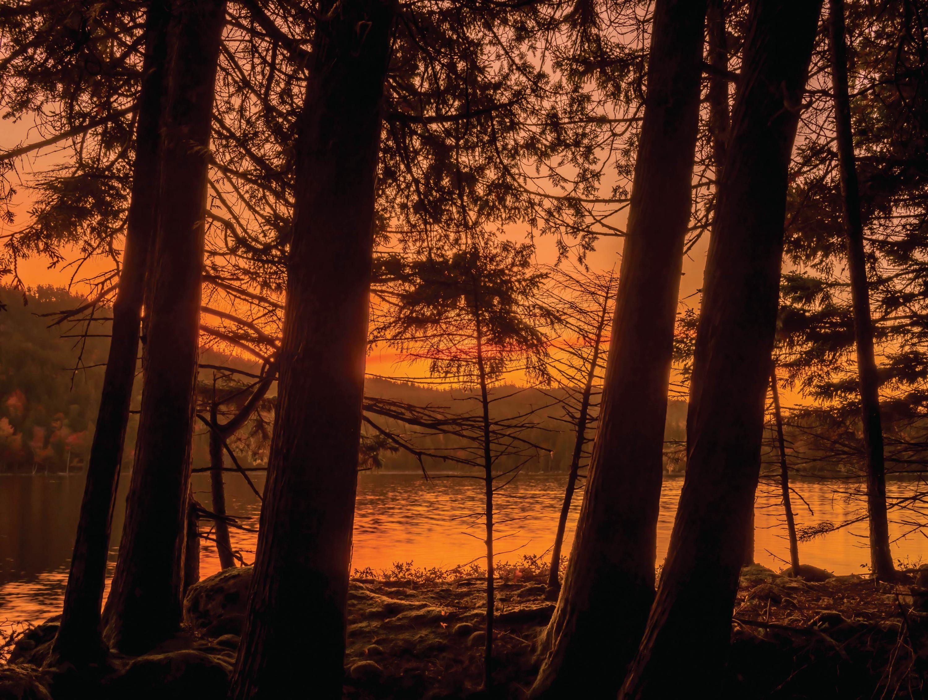 Image of Woodland Sunrise - 500 Piece Jigsaw Puzzle - MI Puzzles by Phil Stagg Photography