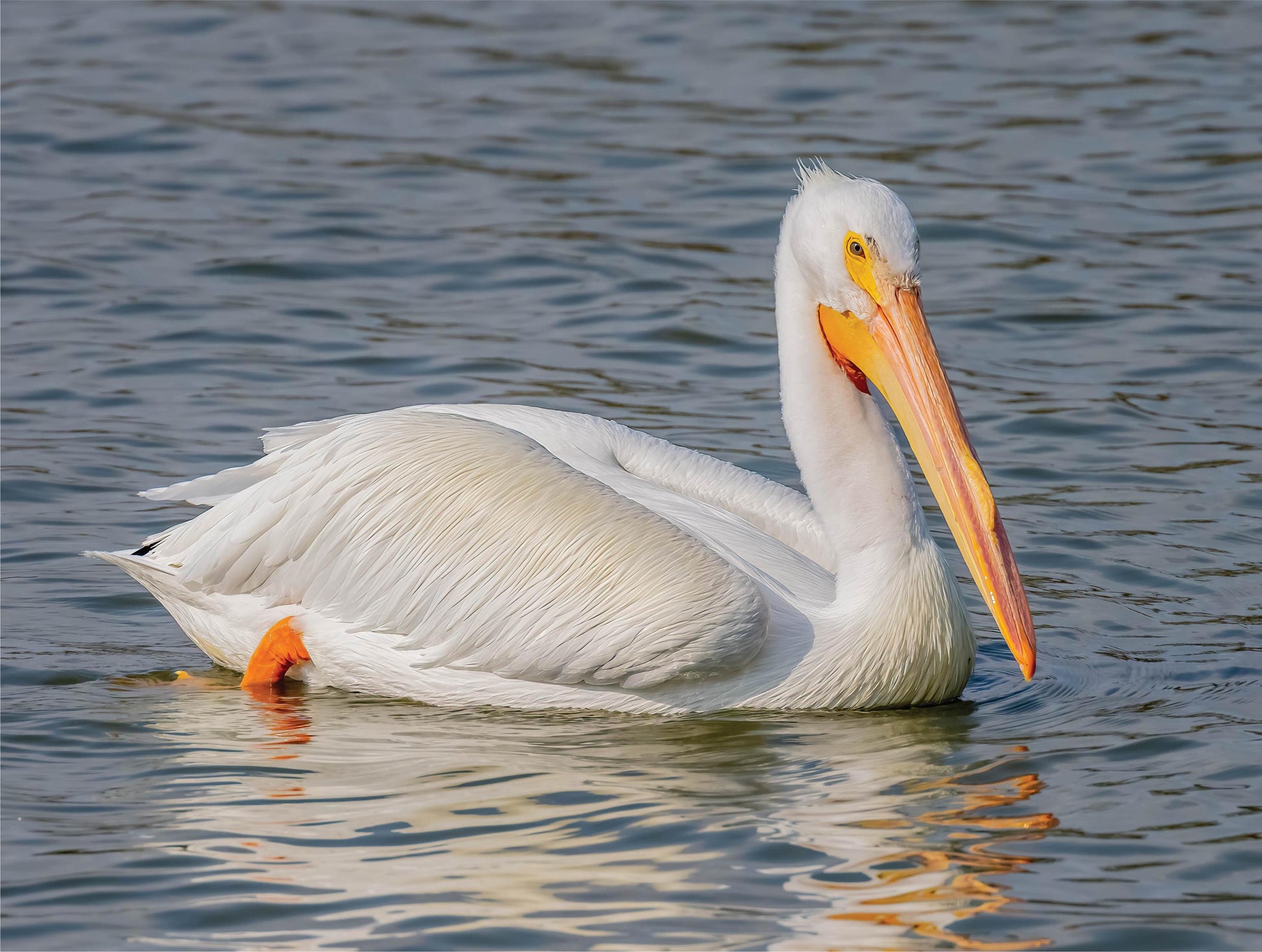 American White Pelican - 500 Piece Jigsaw Puzzle