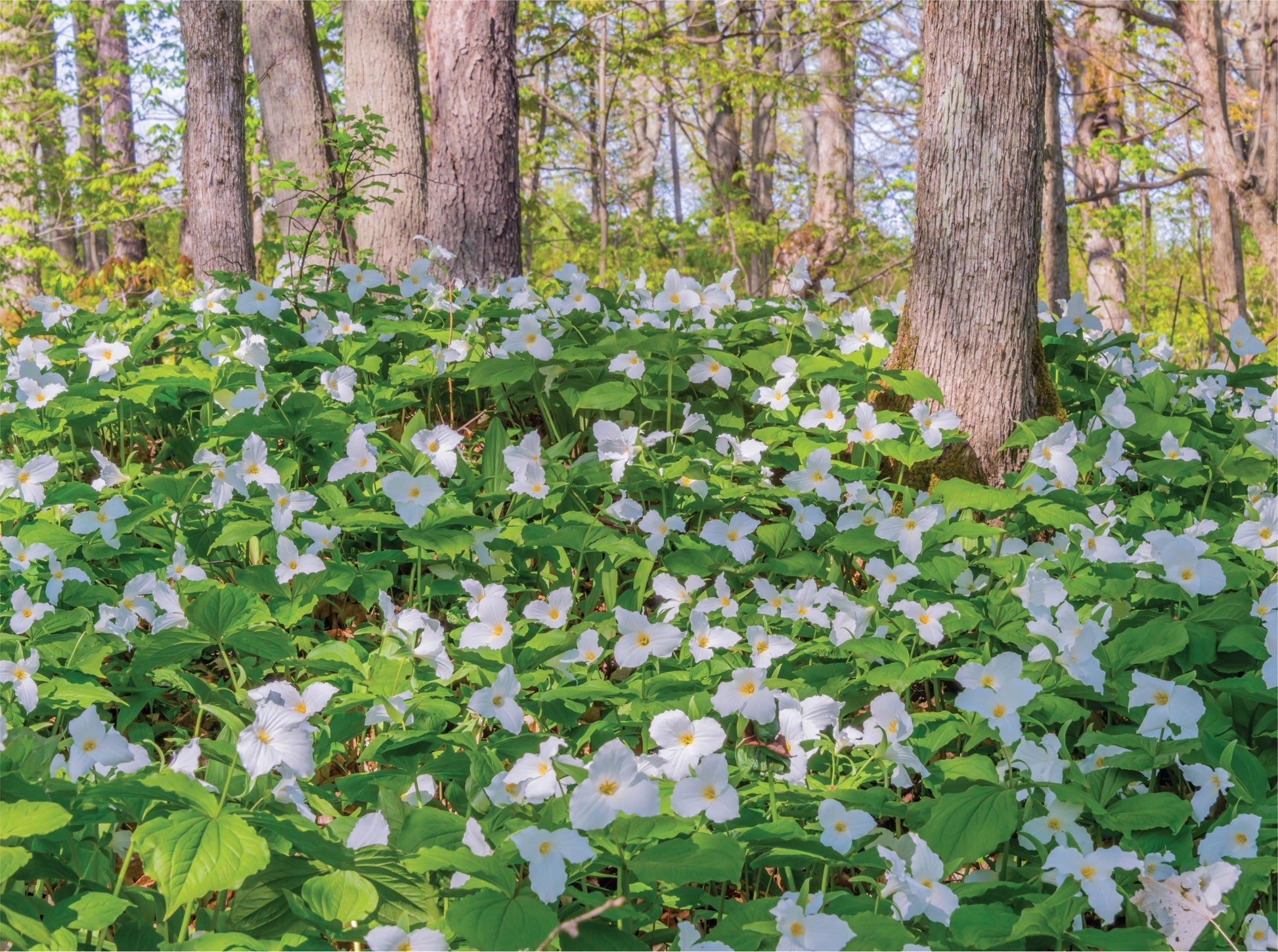 The Trilliums - 1000 Piece Jigsaw Puzzle - MI Puzzles by Phil Stagg Photography
