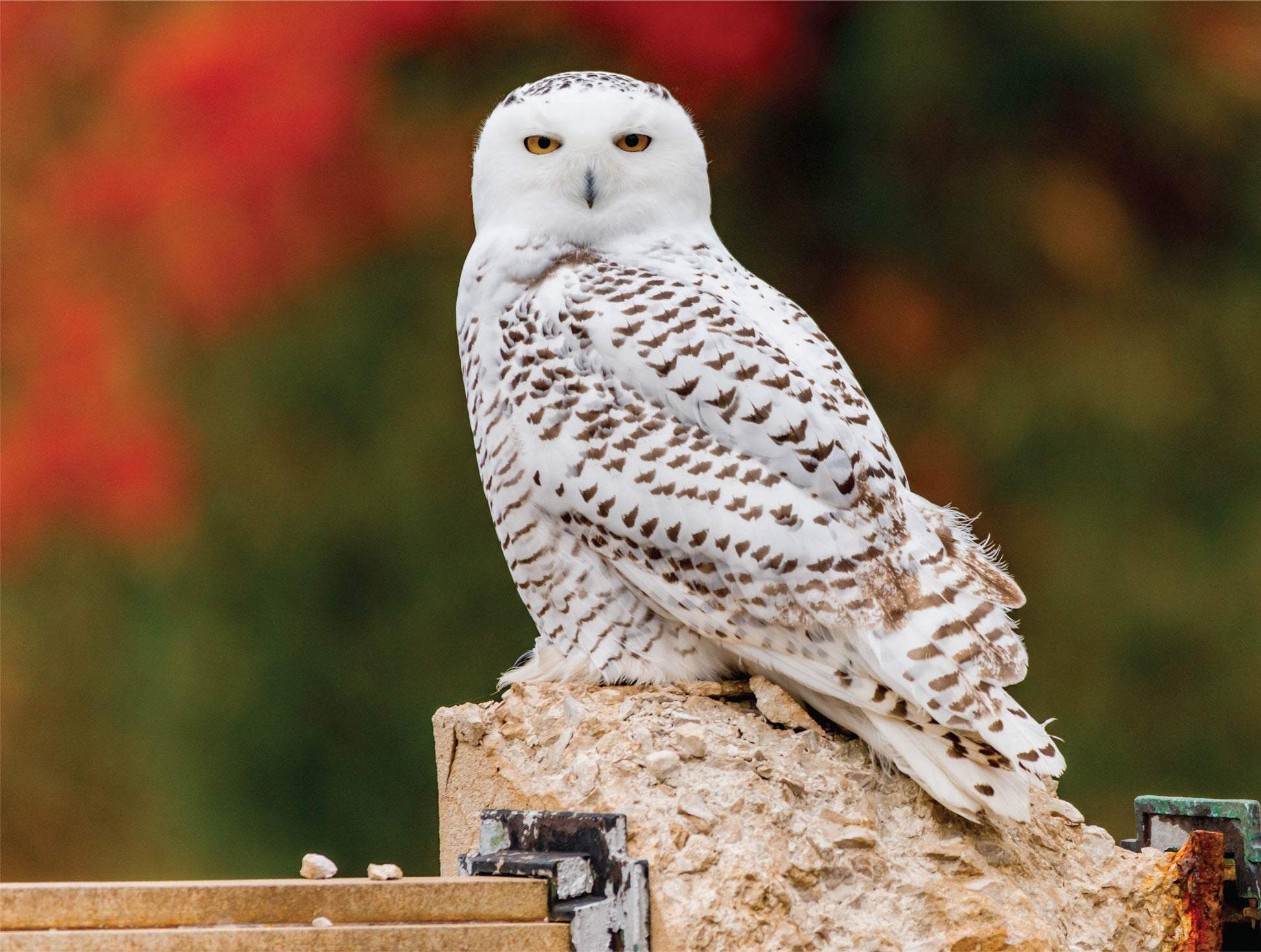 Snowy Owl - 500 Piece Jigsaw Puzzle - MI Puzzles by Phil Stagg Photography