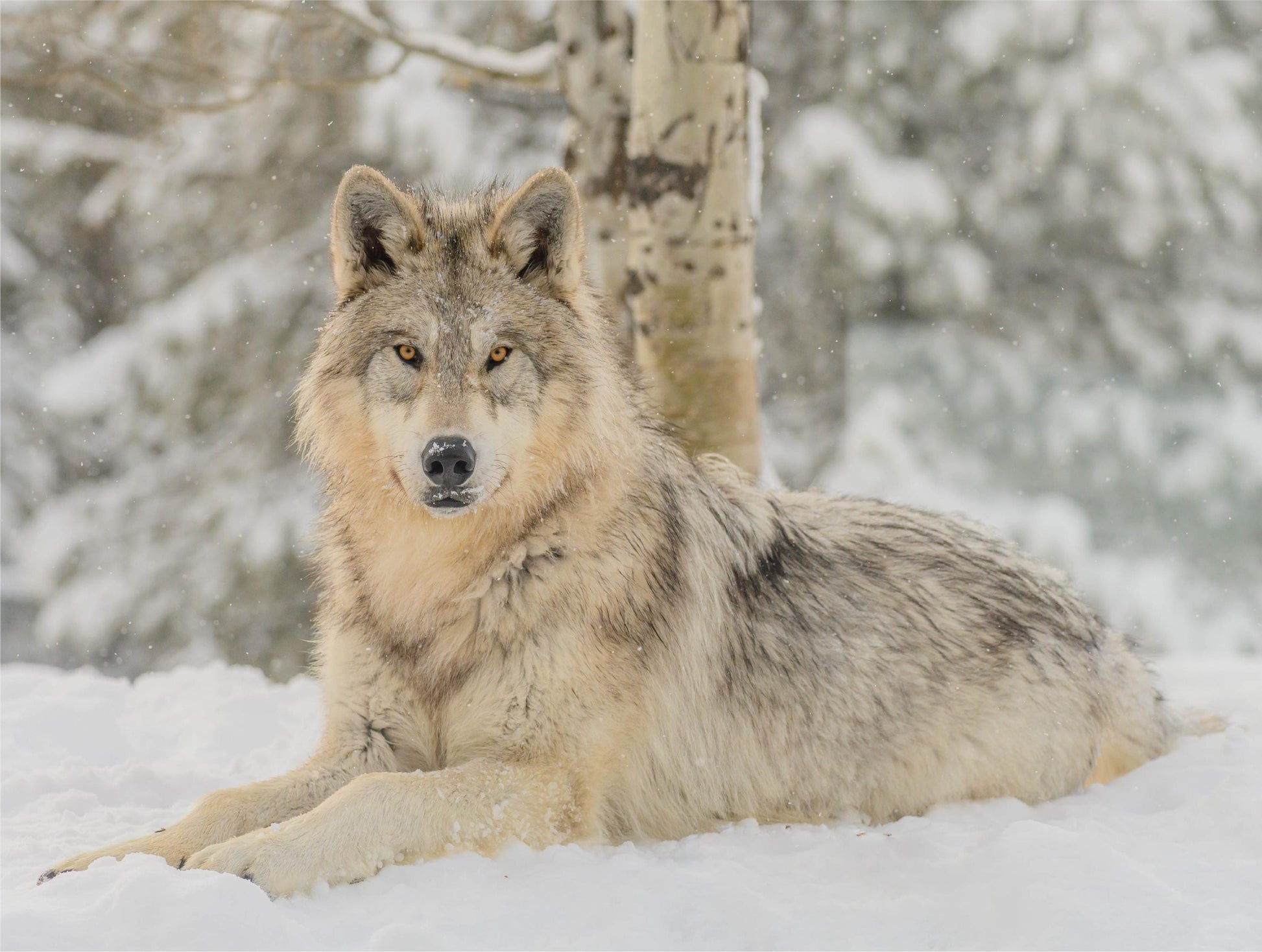 The Wolf - 500 Piece Jigsaw Puzzle