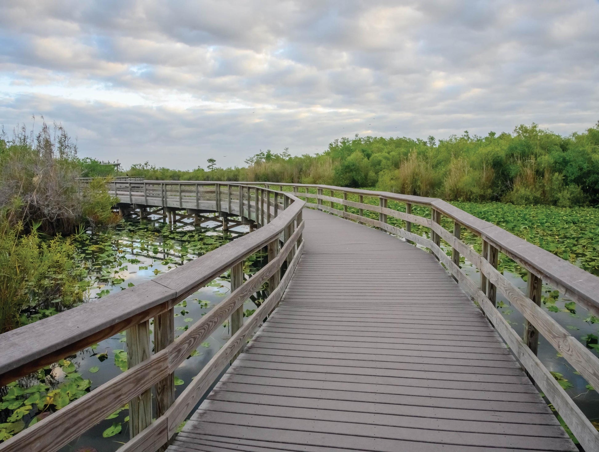 Everglades Walk - 500 Piece Jigsaw Puzzle - MI Puzzles by Phil Stagg Photography