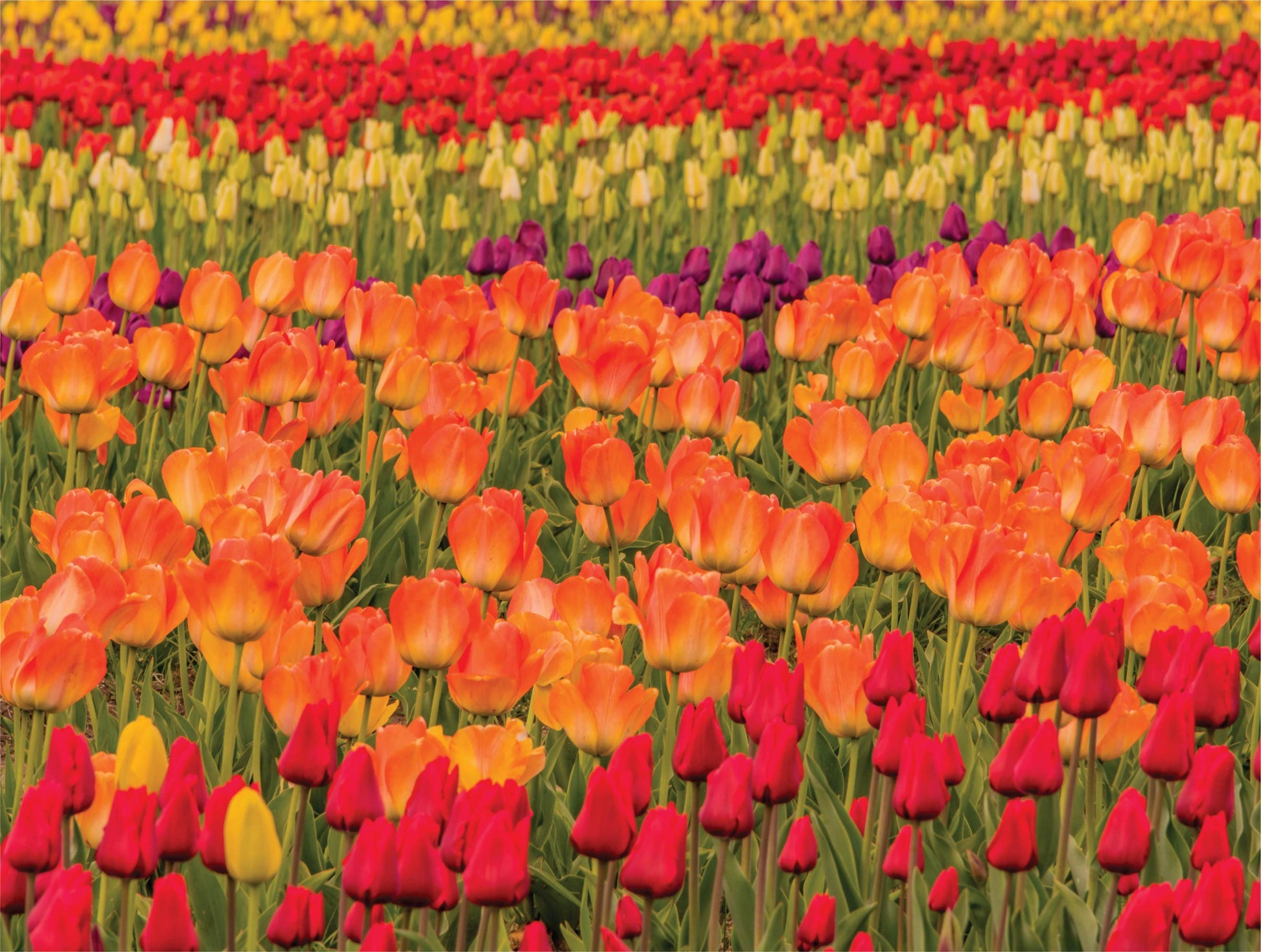 The Tulips - 500 Piece Jigsaw Puzzle - MI Puzzles by Phil Stagg Photography